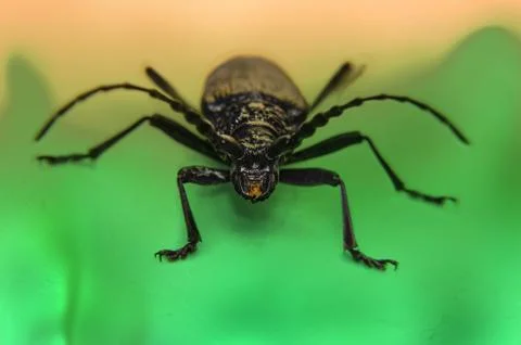 Big brown bug on a green leaf Stock Photos