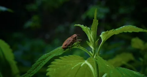 Big brown Bug sitting on leaf in summer breeze Stock Footage 299280382
