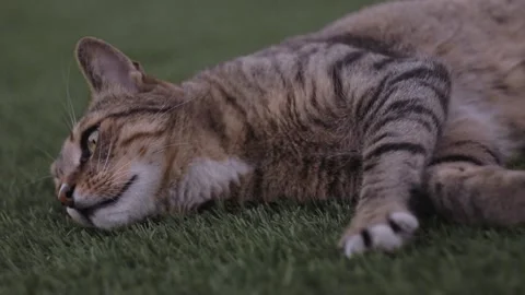 Big brown cat laying on the grass Stock Footage