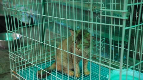 A big brown cat is looking through a cage - a Feline Stock Footage 249596838