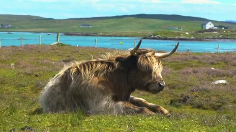 Big Brown Cattle is Sunbathing and Chewing the Cud Stock Footage 157828776