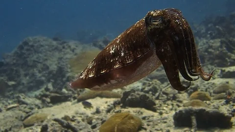 A big brown cuttlefish hovering Stock Footage 119765308