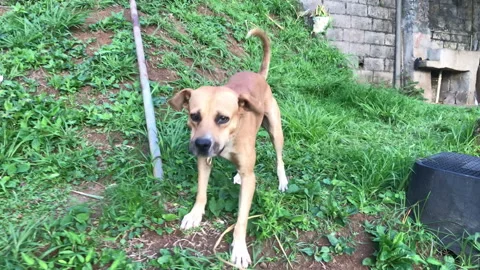 Big brown dog barking Stock Footage 339304671