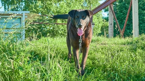 Big brown dog on a big, thick metal chain on a sunny summer day. Stock Footage 157926695