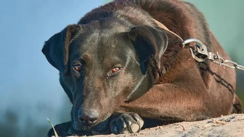 Big brown dog on a big, thick metal chain on a sunny summer day. Stock Footage 158684513