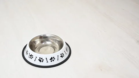 Big brown dog coming up to empty food bowl and licking it Stock Footage 145498173