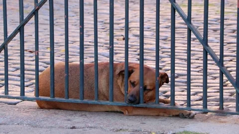 Big brown dog rest behind metal fence Stock Footage 214038167