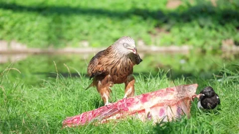 A big brown eagle eats fresh meat. Birds of prey in the wild Stock Footage 250454660
