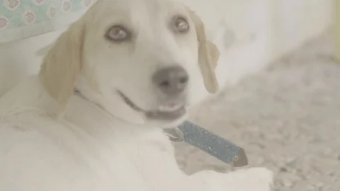 Big Brown Eyes Dog Stock Footage 125876103