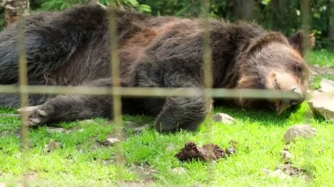 Big brown grizzly bear sleeping, bear head close up. Wild animals at the zoo 動画素材 172237207