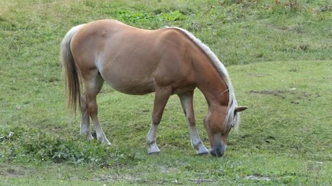 Big brown horse eats in the meadow Stock Footage 165736141