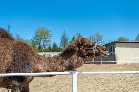 Big brown humped camel on a paddock farm. Stock-Fotos