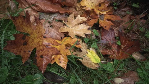Big brown Leaves on the grass at Fall Stock Footage 217388464