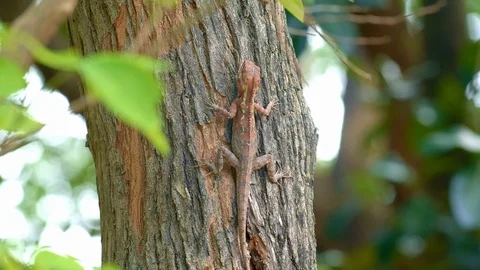 Big brown lizard is sitting on a tree bark Stock Footage 115071957