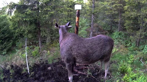 The big brown moose looking up on the wooden pole trail camera in Estonia Stock Footage 237945006