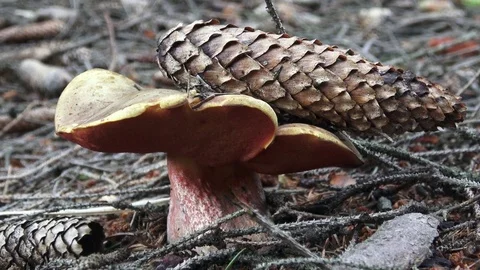 Big brown mushroom growing in the forest. Picking wild mushrooms in forest. Stock Footage 79034980