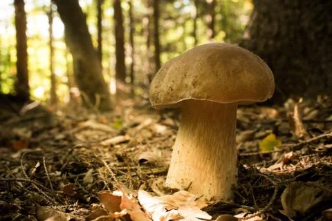 Big Brown Mushroom In The Middle Of The Forest. Stock Photos