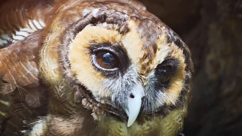 Big Brown Owl in Closeup. FullHD footage Video stock 84194565