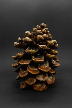Big brown pine cone placed on black background with copy space Stock Photos