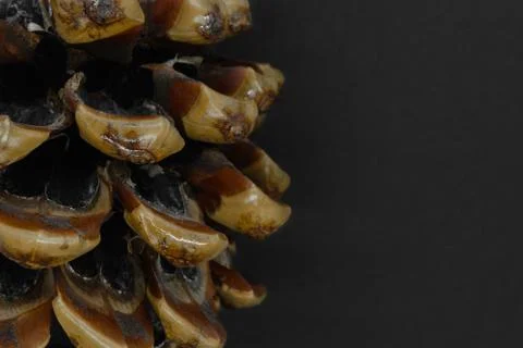 Big brown pine cone placed on black background with copy space Stock Photos