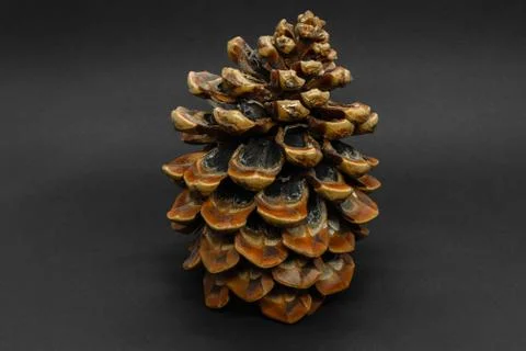 Big brown pine cone placed on black background with copy space Stock Photos