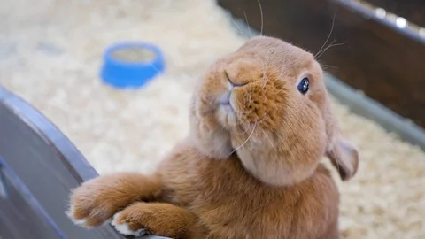 Big brown rabbit on a small farm Stock Footage 126759740