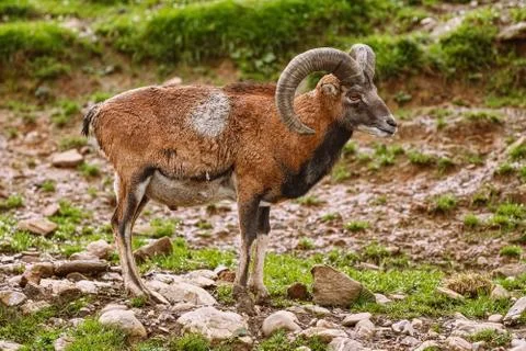 Big Brown Ram Foto stock