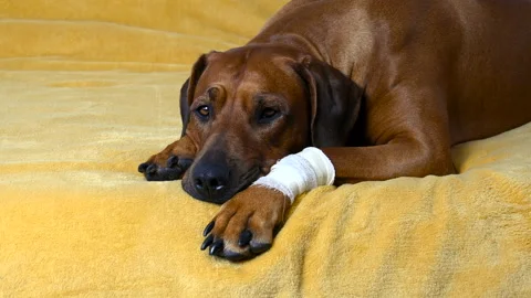 Big brown Rhodesian Ridgeback dog with bandage on paw. Sick dog. Stock Footage 147223974
