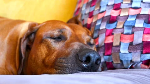 Big brown Rhodesian ridgeback dog sleeping on sofa Stock Footage 157388404