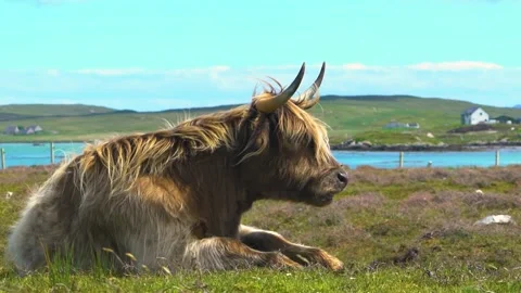 Big Brown Scottish Highland Cattle is Chilling on the Grass Stock Footage 157828232