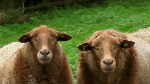 Big brown sheep Stock Footage 120521450