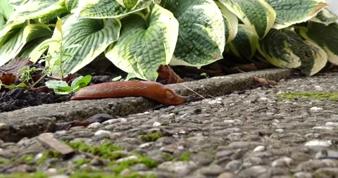 Big brown slug crawling along the concrete path Vídeos de archivo 161699322