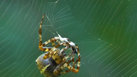 The big brown spider eating the bug on the web Stock Footage 116671044