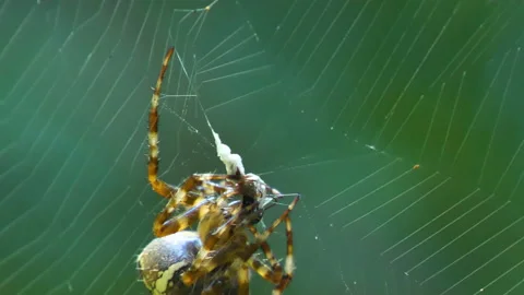 The big brown spider eating the bug on the web in the forest Stock Footage 145923334