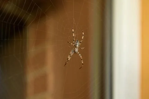 Big brown spider Stock Photos