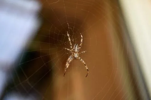 Big brown spider Stock Photos