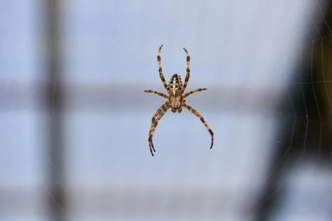 Big brown spider Stock Photos