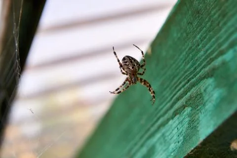 Big brown spider Stock Photos