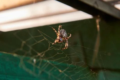 Big brown spider Stock Photos