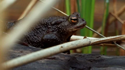 Big brown toad on balk close up Stock Footage 90086693