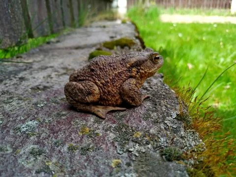A big brown toad on a concrete border near brown wooden fence Stock Photos