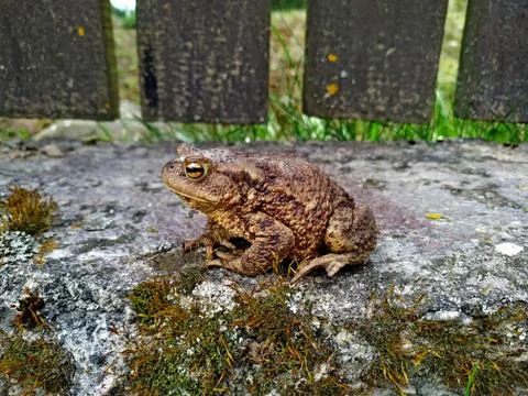 A big brown toad on a concrete border near brown wooden fence Stock Photos