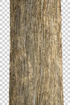 Big brown tree trunk isolated on white background.Selection focus. Stock Photos