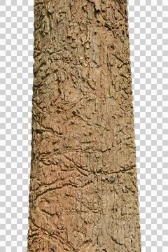 Big brown tree trunk isolated on white background.Selection focus. Stock Photos