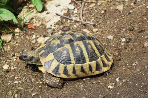 Big brown turtle on the grass Stock Photos