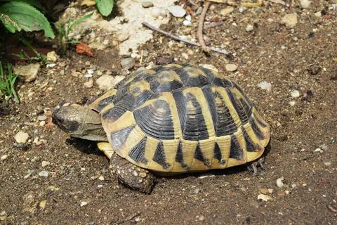 Big brown turtle on the grass Stock Photos