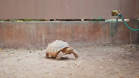 Big Brown turtle slowly walking Stock Footage 86512424