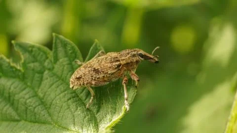 Big brown weevil on a leaf, selective focus image Stock Photos