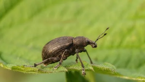 Big brown weevil on a leaf, selective focus image Stock Photos