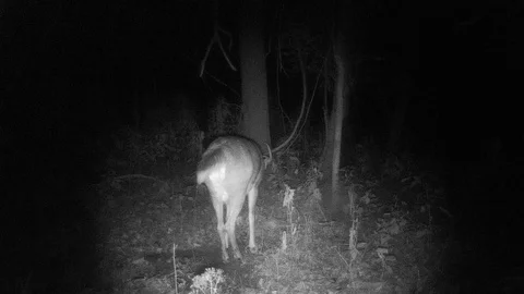 Big buck deer at night making a scape rut view walking away Stock Footage 118767108